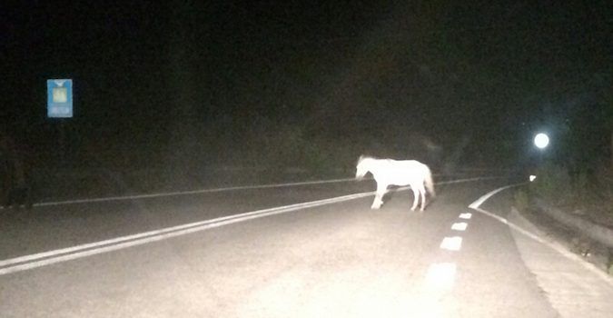 Masserano: impianto elettrico della recinzione in tilt per temporali, e un cavallo scappa dal maneggio, foto archivio