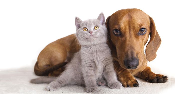 Amici pelosi&co.: La dieta e gli acidi grassi essenziali Amici pelosi&co.: La dieta e gli acidi grassi essenziali