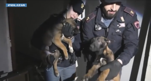 Dal Nord-ovest: cuccioli rinchiusi fra i rifiuti: "Fermate la vendita di animali online"