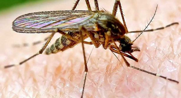 Magnonevolo, caso di virus West Nile, la minoranza chiede una disinfestazione massiva