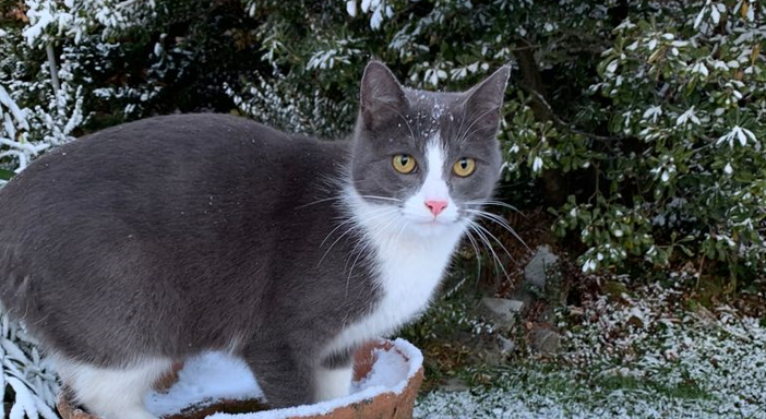 appello gatta appello gatta