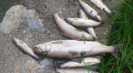 Biella: Moria di pesci nel torrente Oremo Biella: Moria di pesci nel torrente Oremo