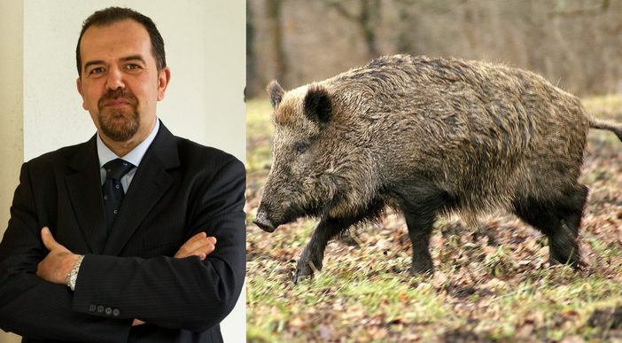 cinghiali dellarovere