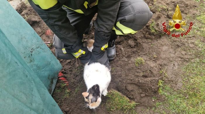 Dal Nord Ovest - Gatto intrappolato in un tubo, salvato dai Vigili del Fuoco