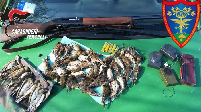 Alice Castello - Cacciatore con mezzi vietati abbatte uccelli protetti e non consentiti Alice Castello - Cacciatore con mezzi vietati abbatte uccelli protetti e non consentiti