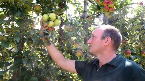 Gifflenga, l’attesa è finita: per “Il Meleto” di Cascina Imperolo è tempo di raccolta Gifflenga, l’attesa è finita: per “Il Meleto” di Cascina Imperolo è tempo di raccolta