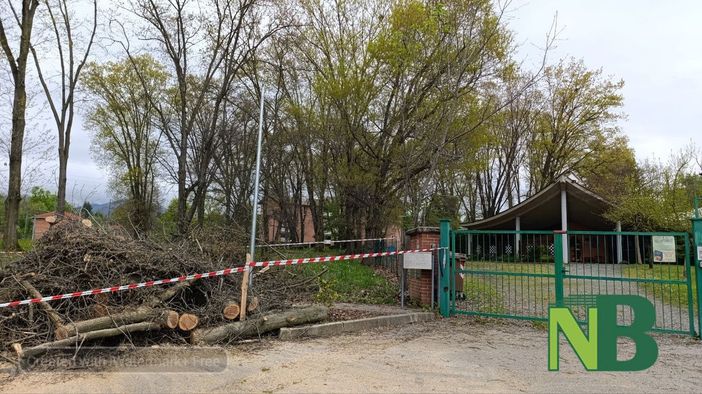 Albero crolla davanti all’asilo di Lorazzo: tragedia sfiorata
