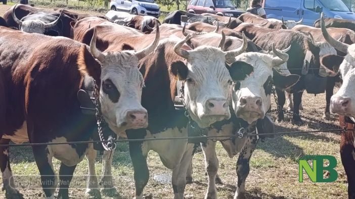 Oggi a Borriana la Prima Edizione della Fiera Zootecnica, Agricola e dell’Artigianato FOTO di Baù per newsbiella.it