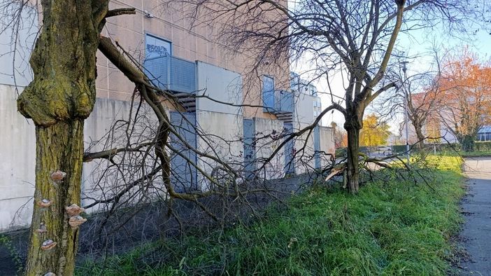 lettera rami lettera rami