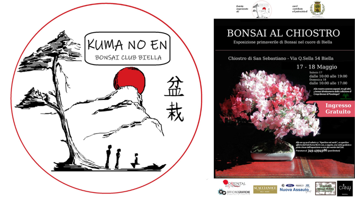 Torna a Biella "Bonsai al Chiostro": esemplari unici dell'Associazione "Kuma No En"