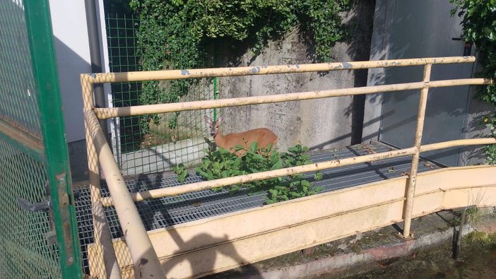 Capriolo intrappolato nella roggia a Tollegno: salvato e liberato dal personale specializzato VIDEO
