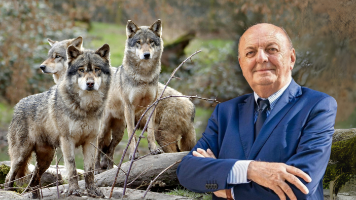 Conservazione del lupo e tutela della zootecnia: la posizione del Ministro dell’Ambiente, Gilberto Pichetto.