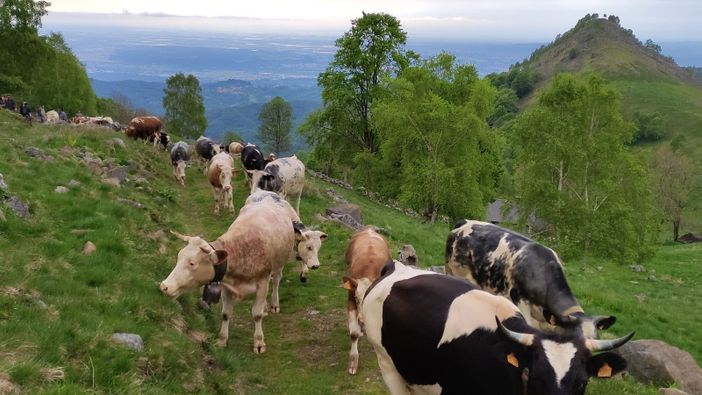 Torna nel Biellese "Transumando 2025": domenica 25 maggio la 25a edizione