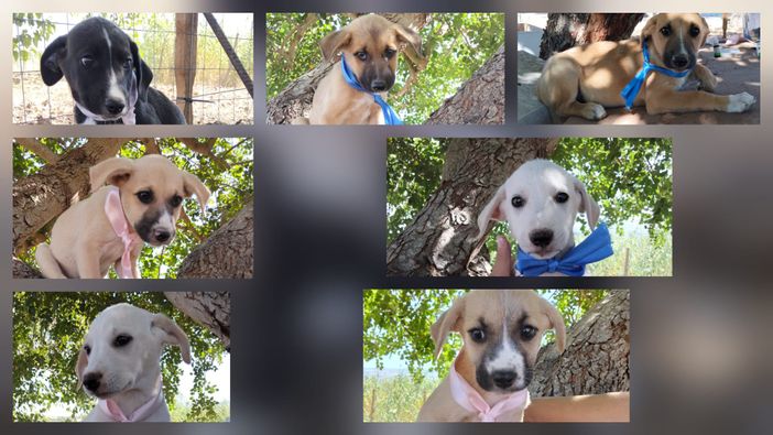 Rose, Neve, Gioia… e il sogno di un abbraccio per sempre