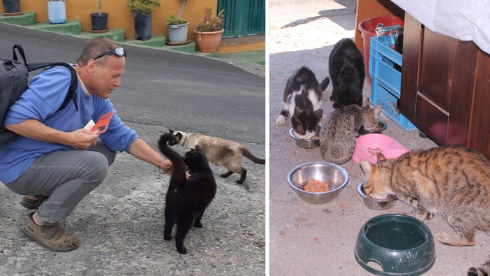Biellese, gatti abbandonati e colonie feline: “Sterilizzare per ridurre la sofferenza" - Foto Alessandro Argentero Biellese, gatti abbandonati e colonie feline: “Sterilizzare per ridurre la sofferenza" - Foto Alessandro Argentero