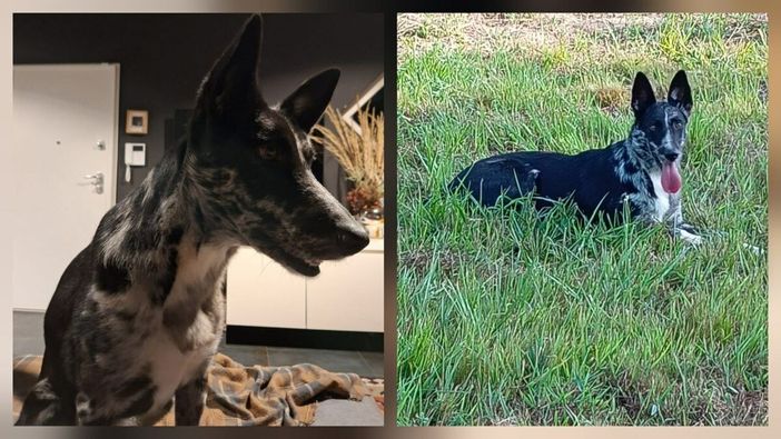 Cagnolina smarrita tra Candelo e Ponderano: aiutiamo Terry a tornare a casa!!! FOTO Cagnolina smarrita tra Candelo e Ponderano: aiutiamo Terry a tornare a casa!!! FOTO