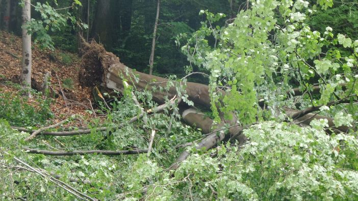 Foto Giuliano Fghera