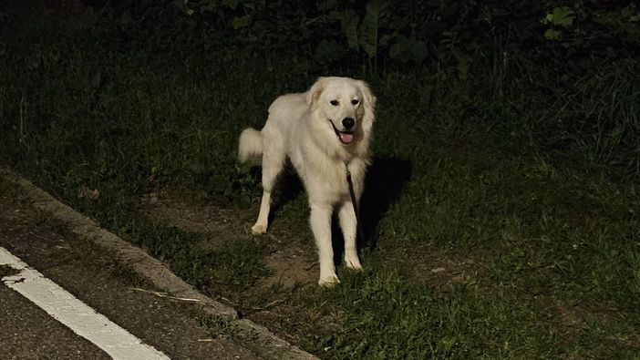 Vaga sulla provinciale a Valle San Nicolao. Di chi è?
