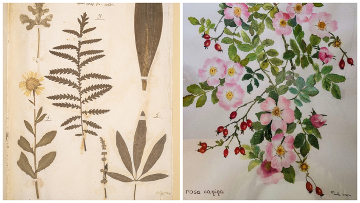 Salussola: al Museo dell’Oro e della Pietra si inaugura la sala erbario.