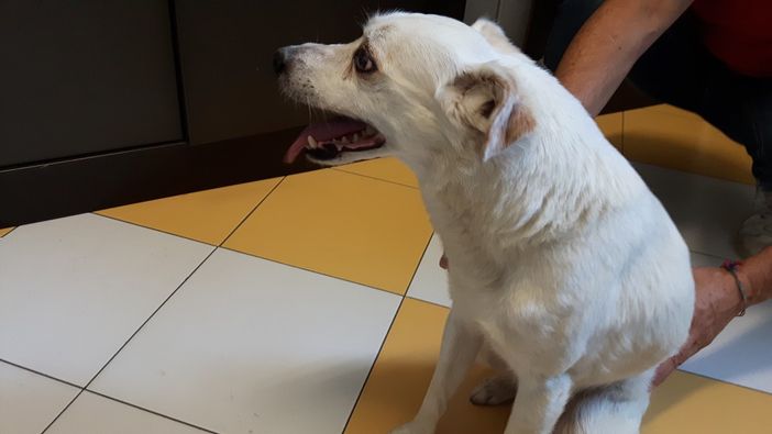 Il cane Lucky Il cane Lucky