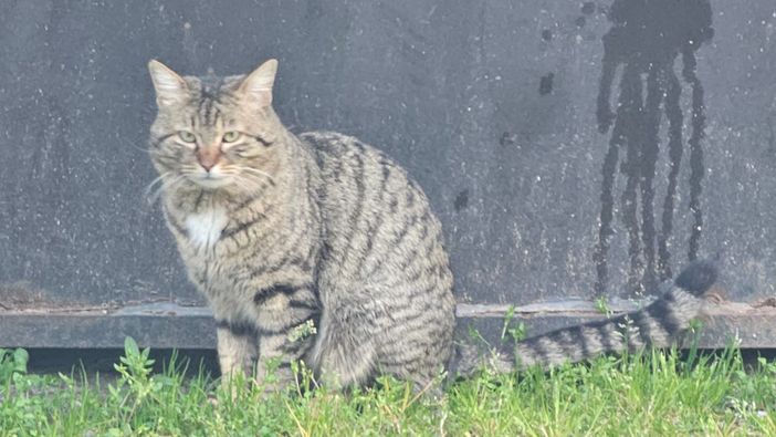 Piatto, di chi è questo gatto?