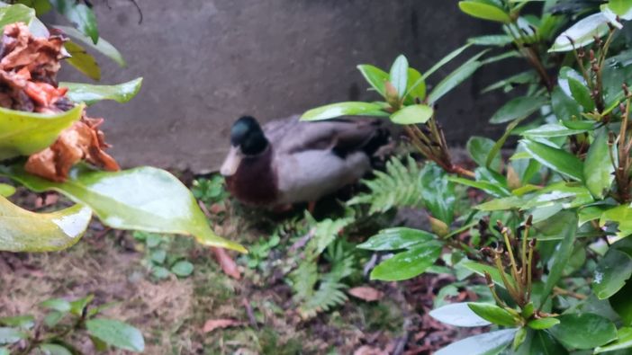 Recuperati due germani reali ad Andorno, saranno liberati a Viverone