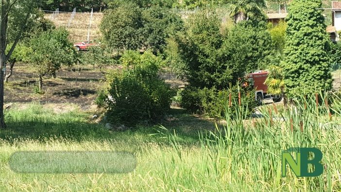 Vigliano, frutteto in fiamme, al lavoro Vigili del Fuoco di Biella e di Cossato
