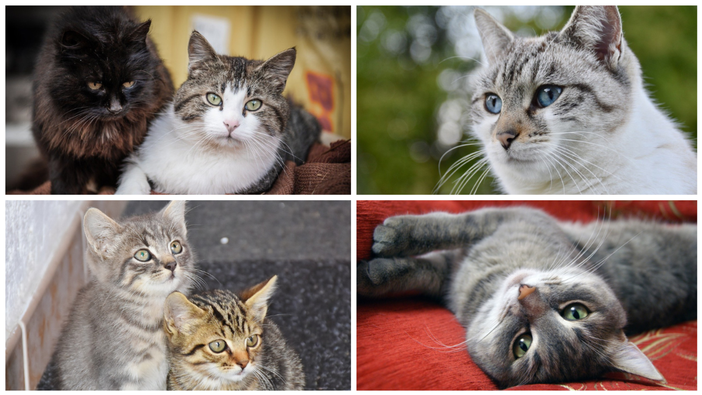 "Sguardi felini" di Alessandro Argentero: aperta la mostra fotografica dedicata ai nostri amici gatti.