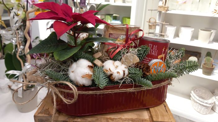 orchidea sara orchidea sara