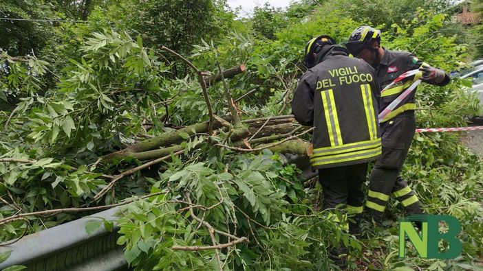 Piante sui cavi elettrici, scatta l’allarme in serata a Occhieppo Inferiore (foto di repertorio)