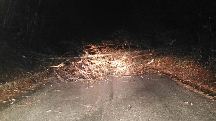 Piante cadute nella notte lungo le strade, intervento dei Vigili del Fuoco a Magnano e a Ponzone