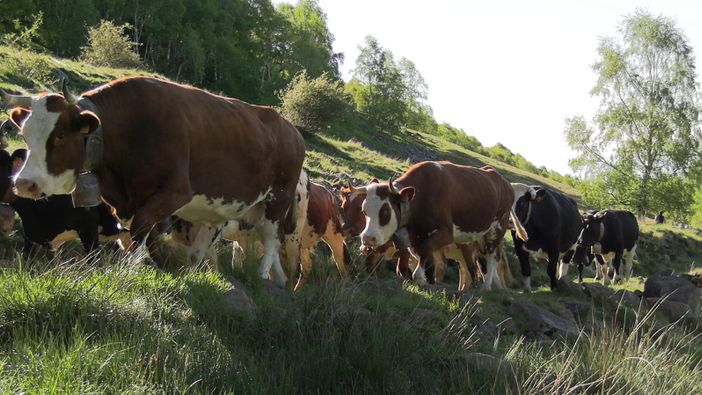 24° edizione di Transumando, una tradizione che regala sempre un grande spettacolo, foto di Ruggero Coltro