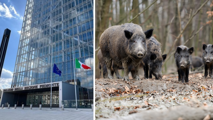 Emergenza cinghiali, dalla Regione il piano per il prelievo selettivo 2025-26.