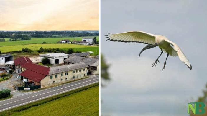 Dall'Egitto alle risaie biellesi, l'Ibis Sacro devasta il raccolto: "Verrà compromesso irrimediabilmente" Dall'Egitto alle risaie biellesi, l'Ibis Sacro devasta il raccolto: "Verrà compromesso irrimediabilmente"