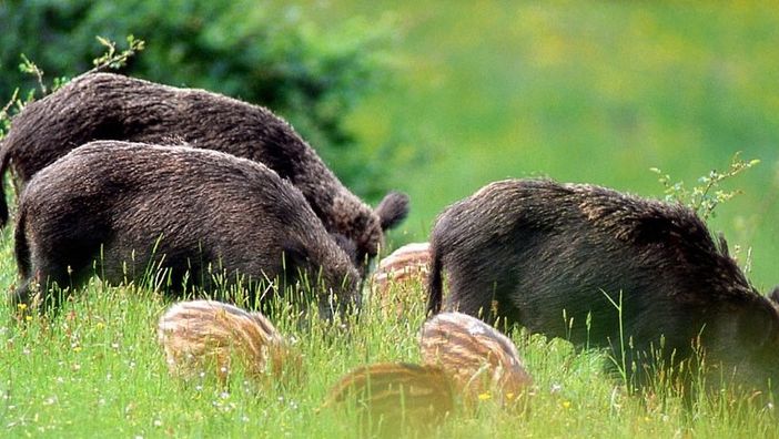 Cinghiali a ridosso delle abitazioni, nel Biellese due squadre saranno impegnate nel contenimento