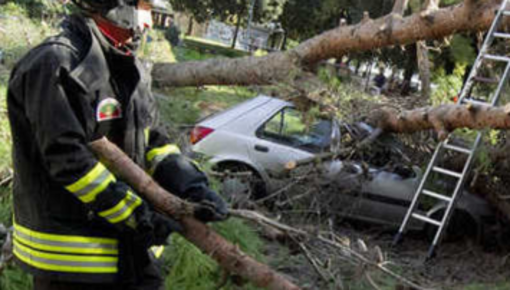 Ucciso dalla caduta di un albero: chieste 5 condanne - Cronaca dal nord ovest Ucciso dalla caduta di un albero: chieste 5 condanne - Cronaca dal nord ovest