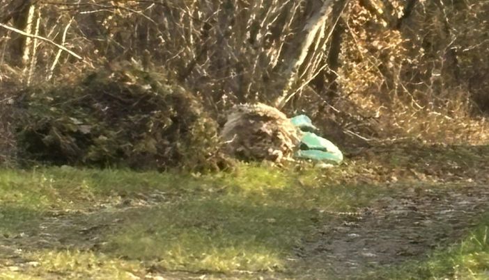 Ritrovata a Mongrando una pecora morta dentro un sacco, foto pg fb mongrando in comune Ritrovata a Mongrando una pecora morta dentro un sacco, foto pg fb mongrando in comune