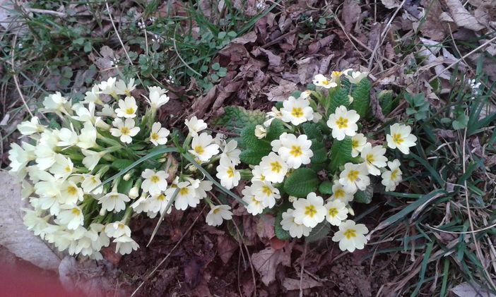 A Pasquetta un itinerario a misura di disabili FOTOGALLERY