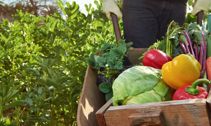 orti solidali vigliano