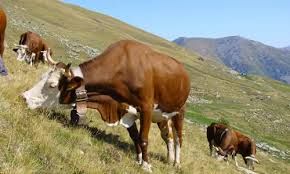 La fiera d’autunno torna a Sordevolo