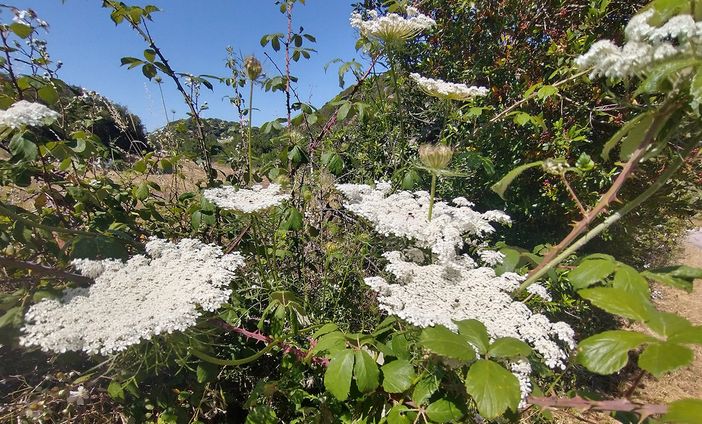 Daucus carota. Nome italiano: carota selvatica/fiore di pizzo della Regina Anna. Nome sardo: fusutinaja/aligàrza areste, pistrinacca/pistina Español: zanahoria silvestre/encaje de la Reina Ana. Daucus carota. Nome italiano: carota selvatica/fiore di pizzo della Regina Anna. Nome sardo: fusutinaja/aligàrza areste, pistrinacca/pistina Español: zanahoria silvestre/encaje de la Reina Ana.
