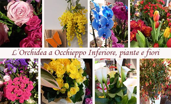 Da "L'Orchidea" a Occhieppo Inferiore, un tocco di freschezza per le donne straordinarie della tua vita Da "L'Orchidea" a Occhieppo Inferiore, un tocco di freschezza per le donne straordinarie della tua vita