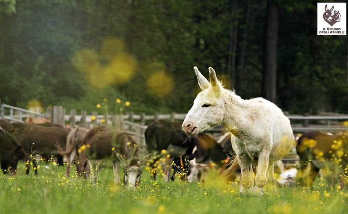 Il mondo degli…..Asinelli (Parte 1)