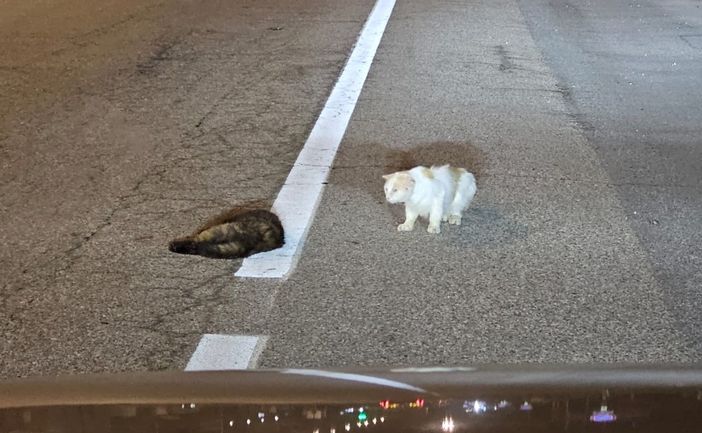 Esiste l’amicizia tra gli animali? La testimonianza di un sostenitore di Gattopoli.