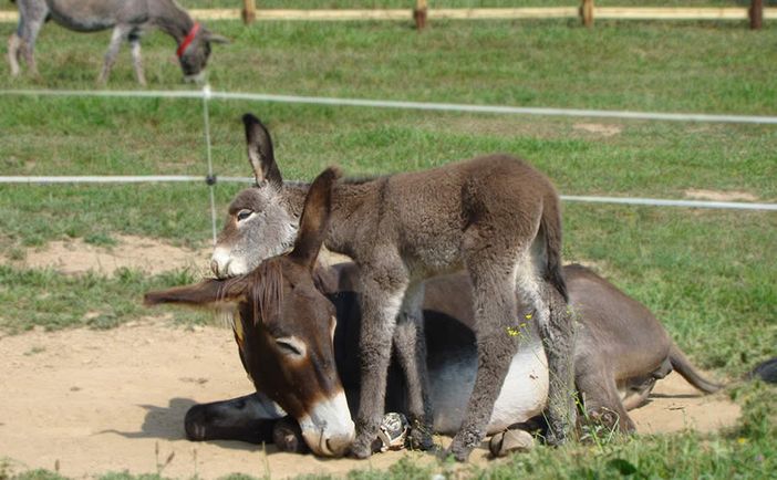 Sala: Grooming Day al Rifugio degli asinelli