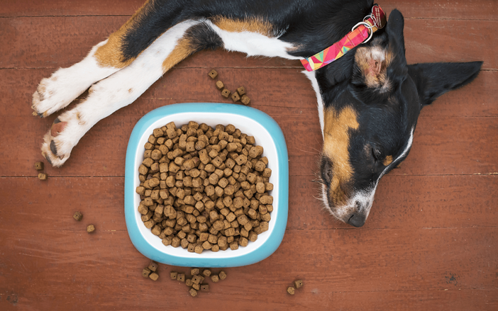 Croccantini per cani: quali scegliere per una dieta sana ed equilibrata?