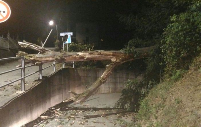 Masserano: Grosso albero si schianta sulla strada di Achino