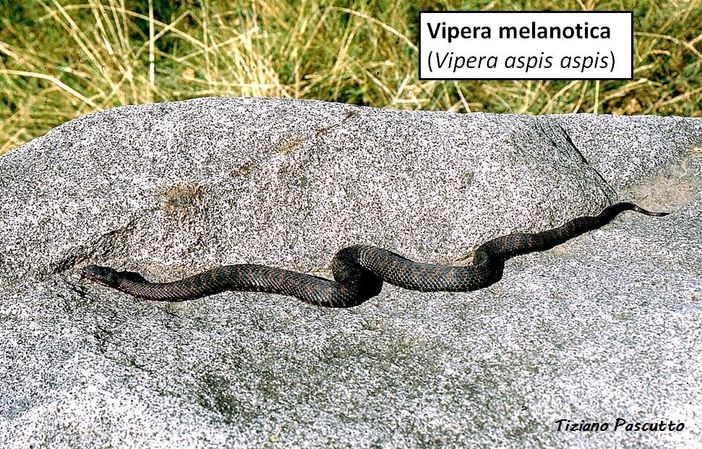 Vipere: Riconoscerle e prevenire spiacevoli incontri durante le escursioni