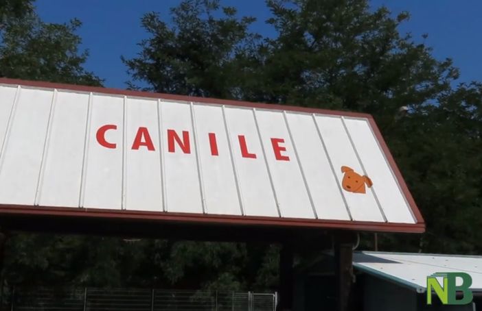 Canile di Cossato, anche Zimone dice sì ai lavori di ristrutturazione