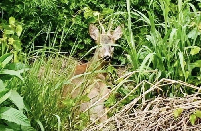 Vandorno, capriolo rimane incastrato in una recinzione, salvato dai Vigili del Fuoco, foto archivio